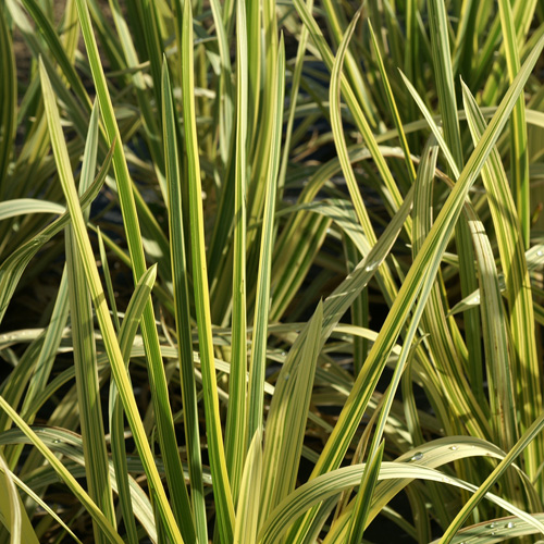 GLYCERIA maxima (aquatica) 'Variegata' GLYCERIA maxima (aquatica) 'Variegata'