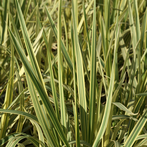 GLYCERIA maxima (aquatica) 'Variegata' GLYCERIA maxima (aquatica) 'Variegata'