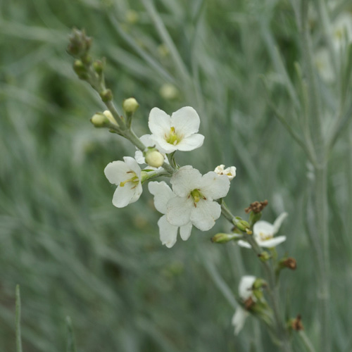 GOMPHOSTIGMA virgatum GOMPHOSTIGMA virgatum