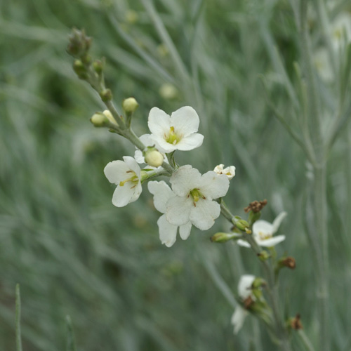 Plantes Vivaces GOMPHOSTIGMA virgatum - en vente - Pépinière Lepage