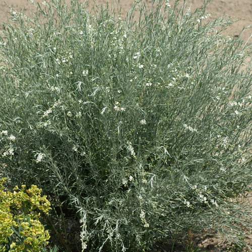 GOMPHOSTIGMA virgatum GOMPHOSTIGMA virgatum