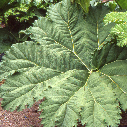 GUNNERA manicata GUNNERA manicata