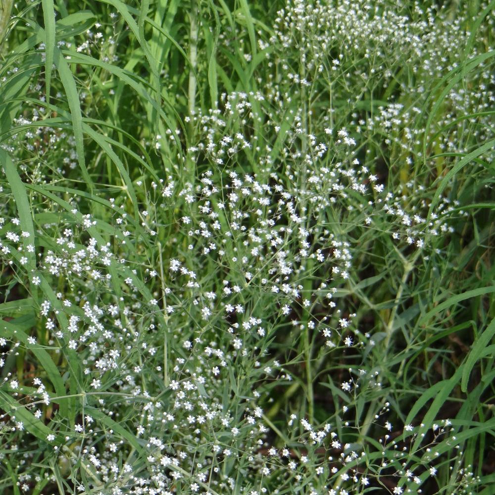 Plantes Vivaces GYPSOPHILA paniculata - Gypsophile paniculée en vente -  Pépinière Lepage