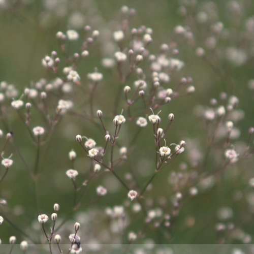GYPSOPHILA paniculata GYPSOPHILA paniculata