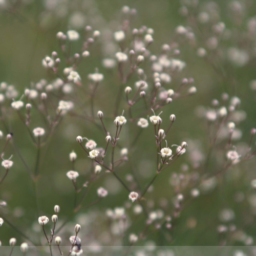 Plantes Vivaces GYPSOPHILA paniculata - Gypsophile paniculée en vente -  Pépinière Lepage