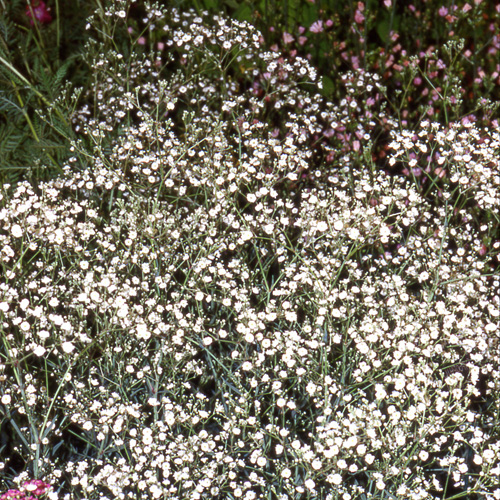 Plantes Vivaces GYPSOPHILA paniculata 'Bristol Fairy' - Gypsophile  paniculée en vente - Pépinière Lepage