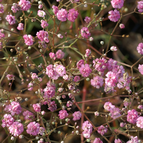 GYPSOPHILA paniculata 'Flamingo' GYPSOPHILA paniculata 'Flamingo'