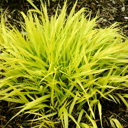 HAKONECHLOA macra 'All Gold' ® HAKONECHLOA macra 'All Gold' ®