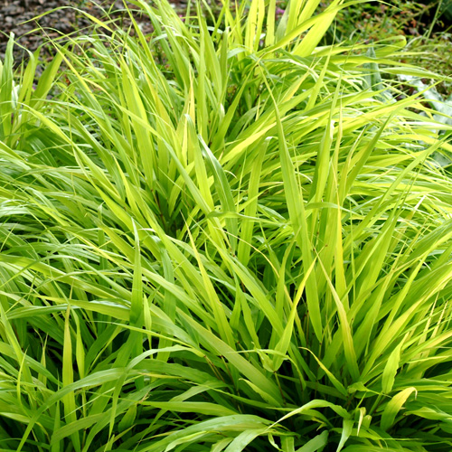 HAKONECHLOA macra 'All Gold' ® HAKONECHLOA macra 'All Gold' ®
