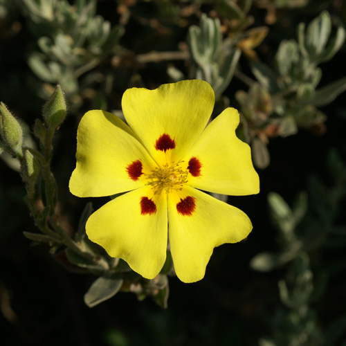 HALIMIUM halimifolium HALIMIUM halimifolium