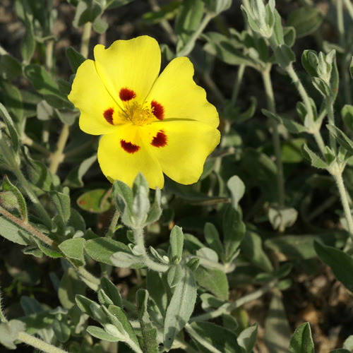 HALIMIUM halimifolium HALIMIUM halimifolium