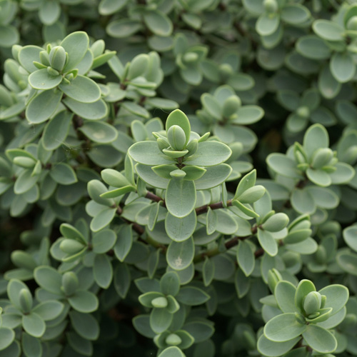 HEBE carnosula HEBE carnosula
