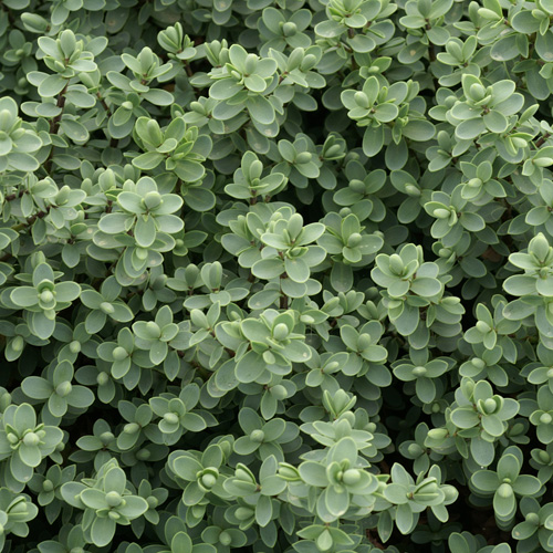 HEBE carnosula HEBE carnosula