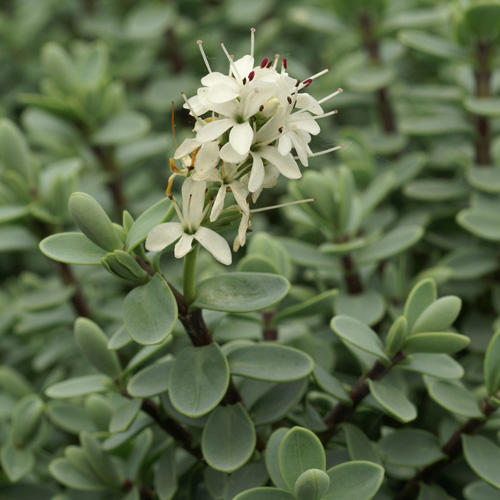 HEBE carnosula HEBE carnosula