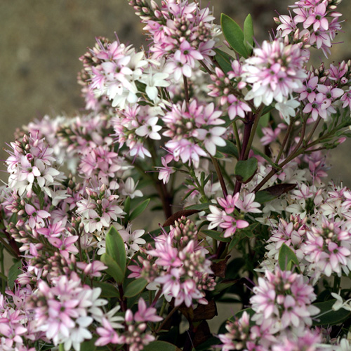 HEBE 'Pink Paradise' ® HEBE 'Pink Paradise' ®