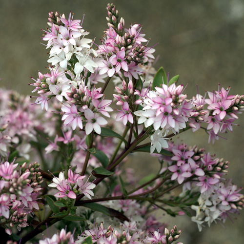HEBE 'Pink Paradise' ® HEBE 'Pink Paradise' ®