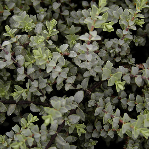 HEBE pimeleoides 'Quicksilver' HEBE pimeleoides 'Quicksilver'