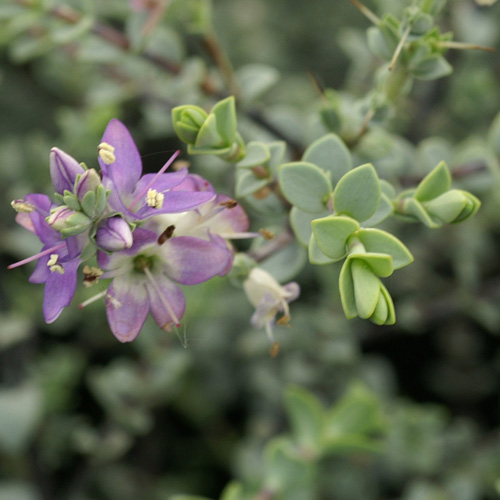 HEBE pimeleoides 'Quicksilver' HEBE pimeleoides 'Quicksilver'