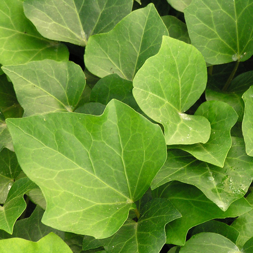 HEDERA 'Algerian Bellecour' ® HEDERA 'Algerian Bellecour' ®
