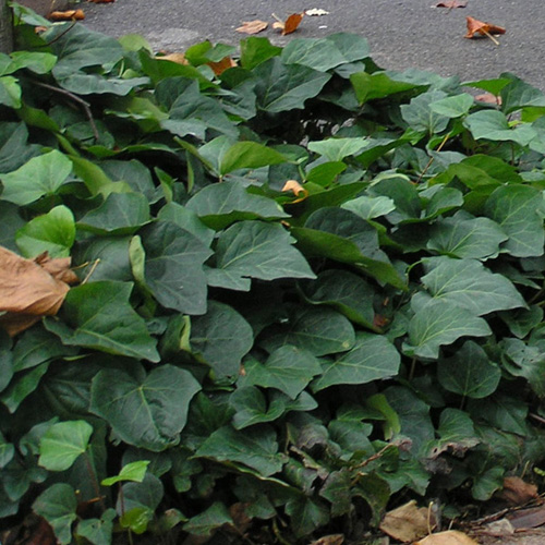 HEDERA 'Algerian Bellecour' ® HEDERA 'Algerian Bellecour' ®