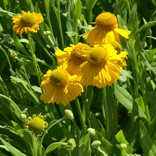 HELENIUM autumnale 'Pumilum Magnificum' HELENIUM autumnale 'Pumilum Magnificum'