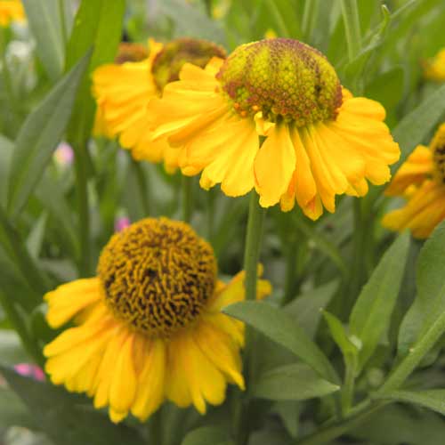 HELENIUM 'Double Trouble' ® HELENIUM 'Double Trouble' ®