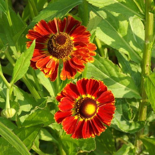 HELENIUM 'Königstiger' HELENIUM 'Königstiger'