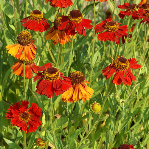 HELENIUM 'Moerheim Beauty' HELENIUM 'Moerheim Beauty'