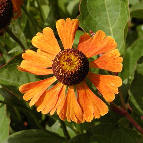 HELENIUM 'Waltraut' HELENIUM 'Waltraut'