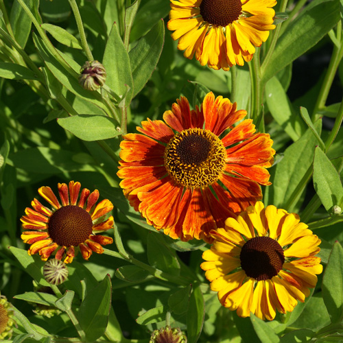 HELENIUM 'Waltraut' HELENIUM 'Waltraut'