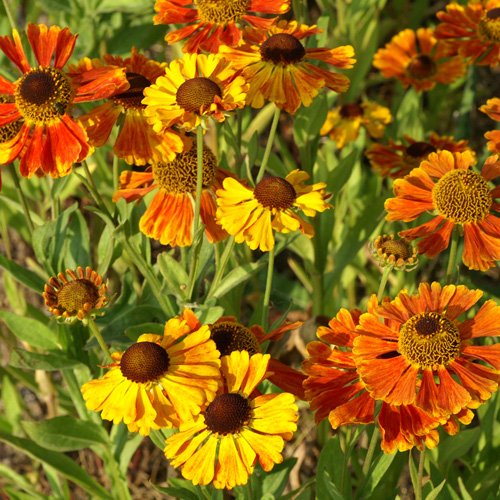 HELENIUM 'Waltraut' HELENIUM 'Waltraut'
