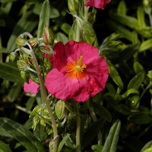 HELIANTHEMUM 'Ben Hope' HELIANTHEMUM 'Ben Hope'