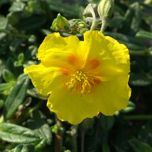 HELIANTHEMUM 'Ben Fhada' HELIANTHEMUM 'Ben Fhada'