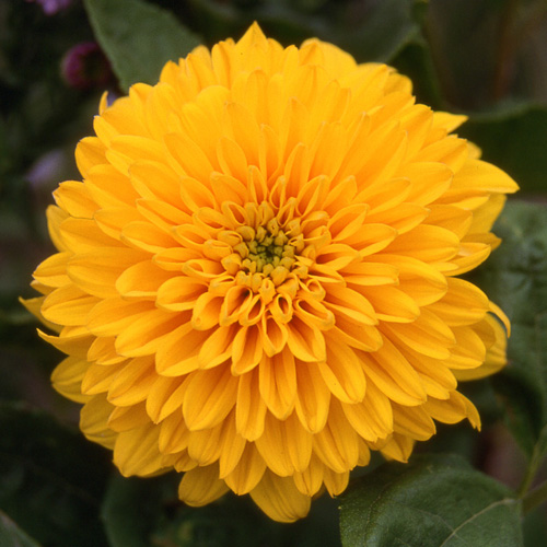 HELIANTHUS decapetalus 'Golden Ball' HELIANTHUS decapetalus 'Golden Ball'