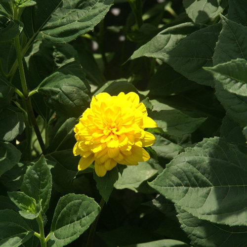 HELIANTHUS decapetalus 'Golden Ball' HELIANTHUS decapetalus 'Golden Ball'