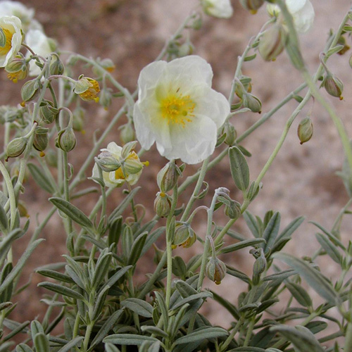 HELIANTHEMUM 'Elfenbeinglanz' HELIANTHEMUM 'Elfenbeinglanz'