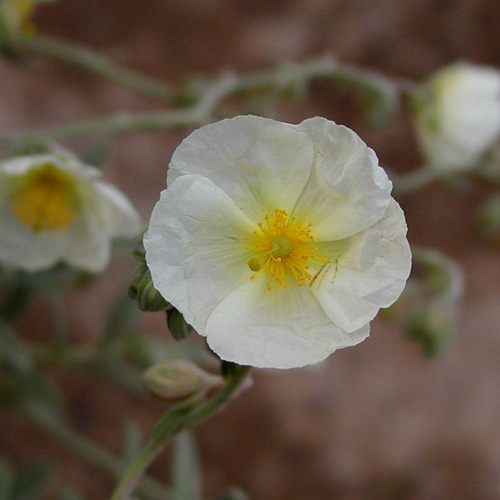 HELIANTHEMUM 'Elfenbeinglanz' HELIANTHEMUM 'Elfenbeinglanz'