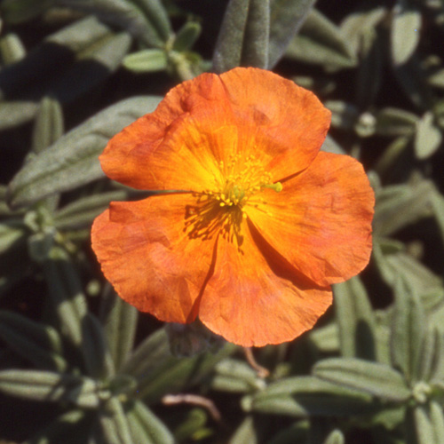 HELIANTHEMUM 'Fire Dragon' HELIANTHEMUM 'Fire Dragon'
