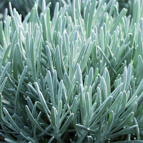 HELICHRYSUM italicum 'Weisses Wunder' HELICHRYSUM italicum 'Weisses Wunder'