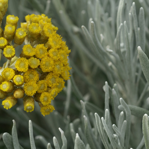 HELICHRYSUM italicum 'Weisses Wunder' HELICHRYSUM italicum 'Weisses Wunder'