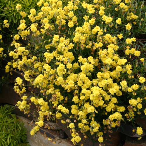 HELIANTHEMUM 'Jubilee' HELIANTHEMUM 'Jubilee'