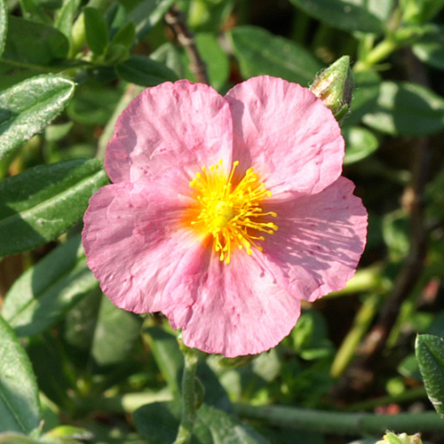 HELIANTHEMUM 'Lawrenson's Pink' HELIANTHEMUM 'Lawrenson's Pink'