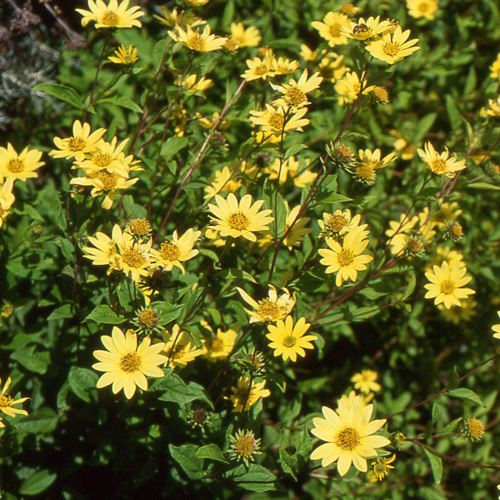 HELIANTHUS 'Lemon Queen' HELIANTHUS 'Lemon Queen'