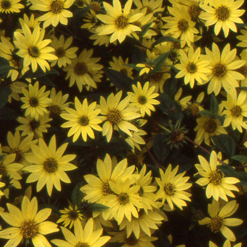 HELIANTHUS 'Lemon Queen' HELIANTHUS 'Lemon Queen'