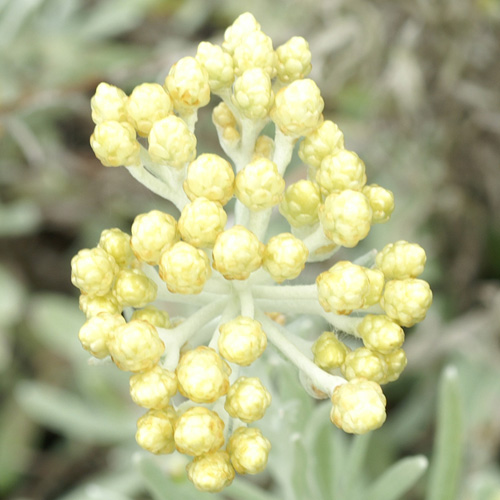 HELICHRYSUM orientale HELICHRYSUM orientale