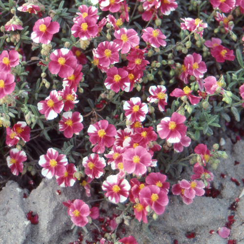 HELIANTHEMUM 'Raspberry Ripple' HELIANTHEMUM 'Raspberry Ripple'