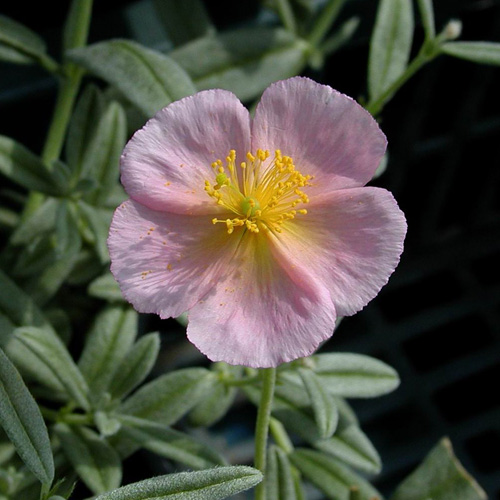 HELIANTHEMUM 'Rhodanthe Carneum' HELIANTHEMUM 'Rhodanthe Carneum'