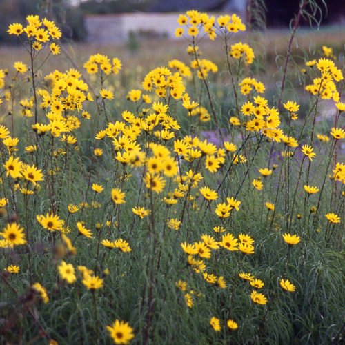 HELIANTHUS salicifolius HELIANTHUS salicifolius