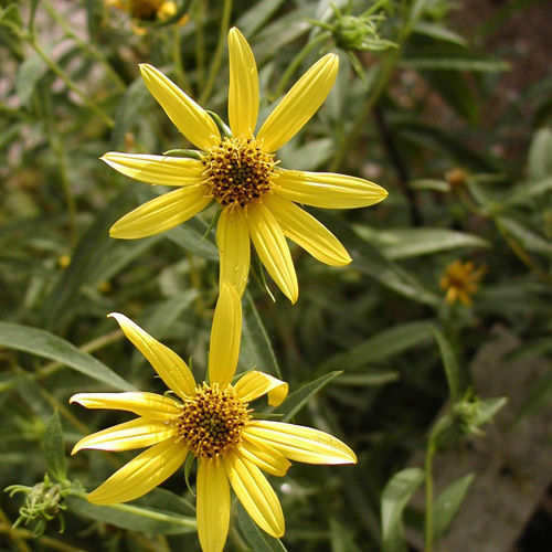 HELIANTHUS salicifolius HELIANTHUS salicifolius