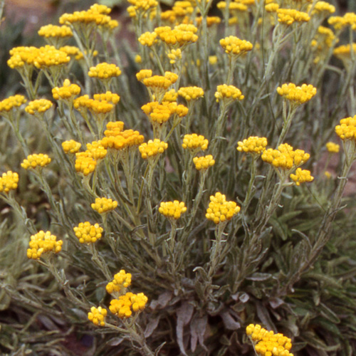 Immortelle du tian shan